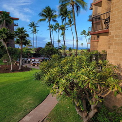 2023 Maui